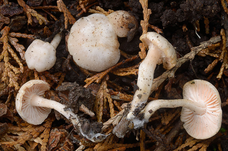 Clitocybe houghtonii
